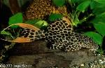 Leopardus Pleco L-114 2.5"-3"(Pseudacanthicus leopardus